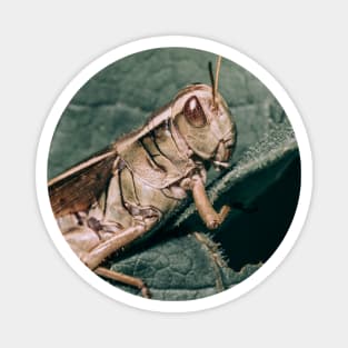 Grasshopper Climbing Green Leaf Macro Photograph Magnet